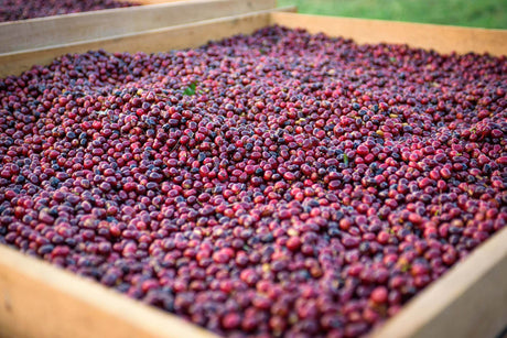 Geisha Coffee Cherries Raised African Drying Bed