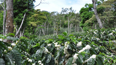 Arabica vs. Robusta