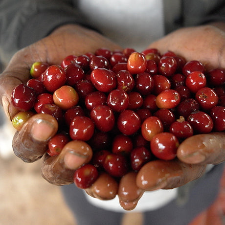 Anaerobic Natural Process Coffee Cherries in hands