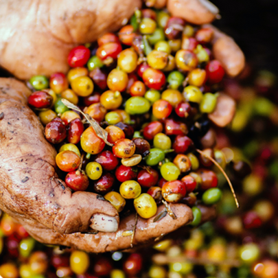 Organic Colombia coffee cherries