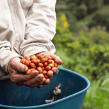 Pink Bourbon coffee cherries