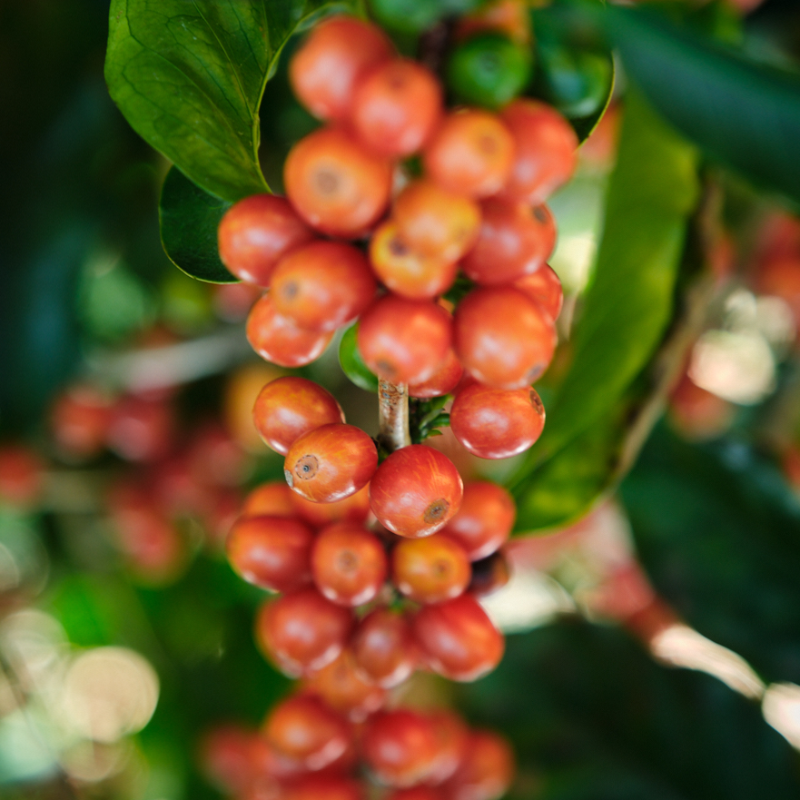 Pink Bourbon coffee cherries