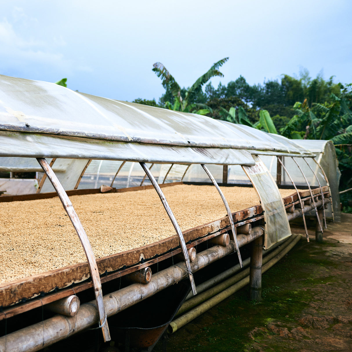 Colombia_EA_Deacaf-drying_bed