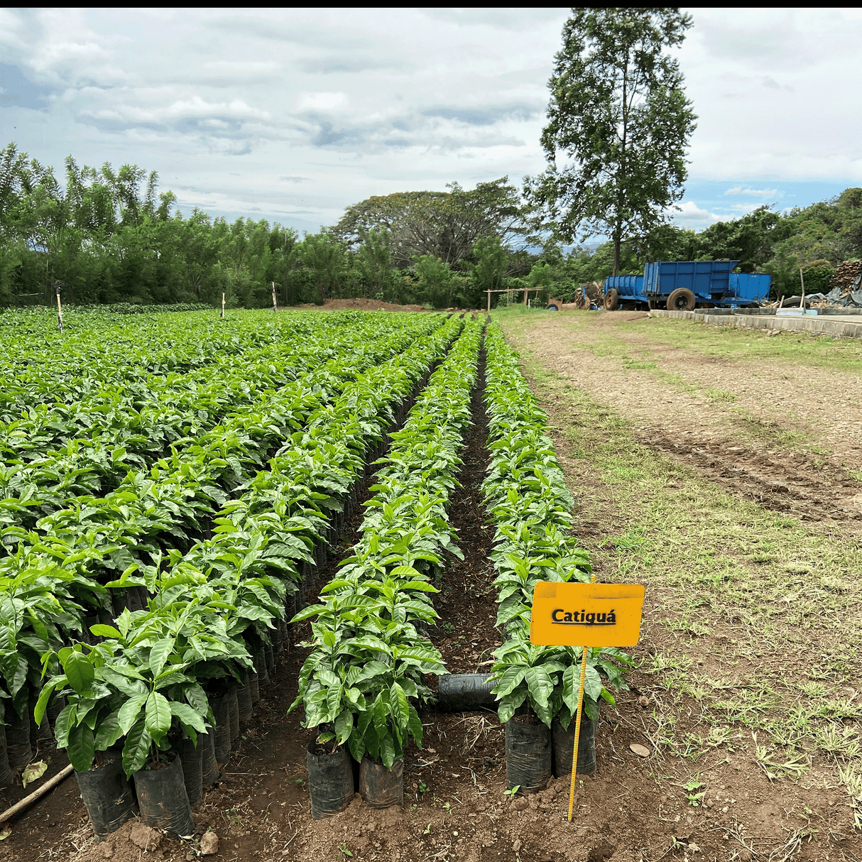 Costa Rica Hacienda Sonora Yellow Honey