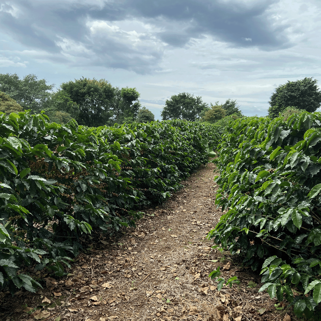 Costa Rica Hacienda Sonora Yellow Honey