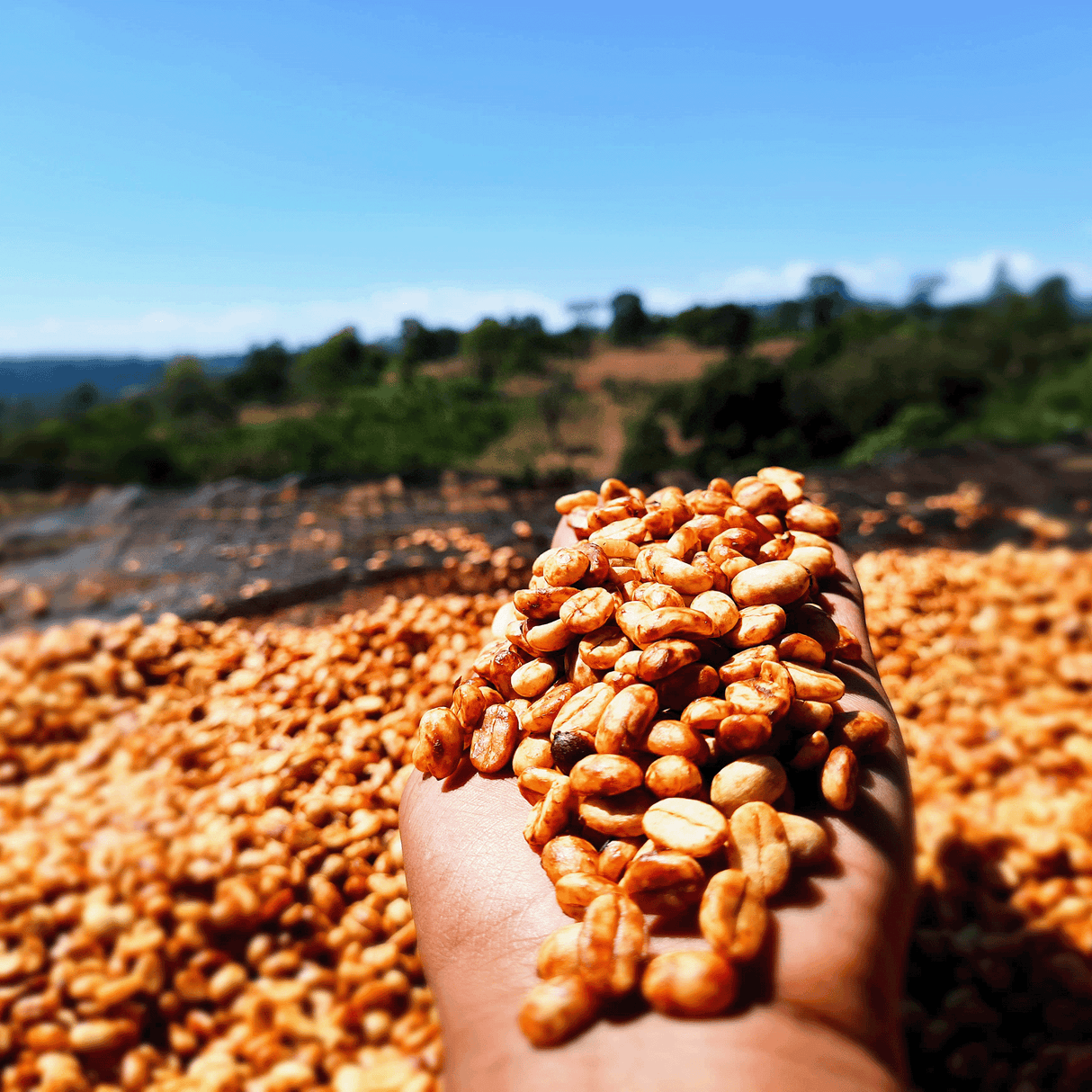 Hambela-Drying-beds