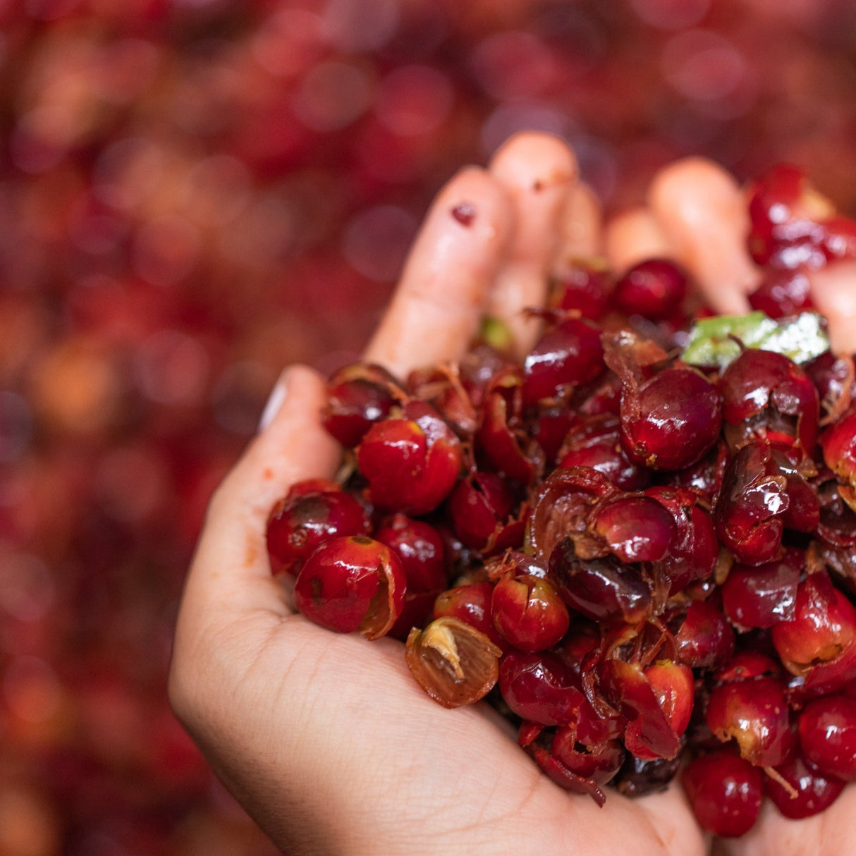 Panama Elida Loma Geisha Natural