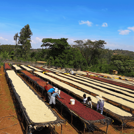 Ethiopia-Sidamo-2-Washed-Dara