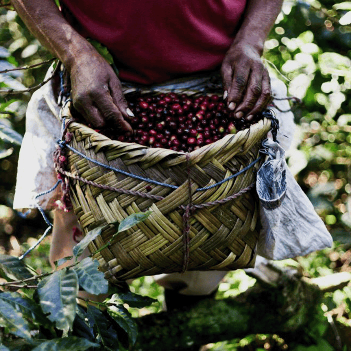 Finca-El-Pastoral - coffee cherries