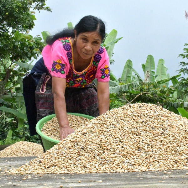 Organic Guatemala Huehuetenango Flor De Cafe