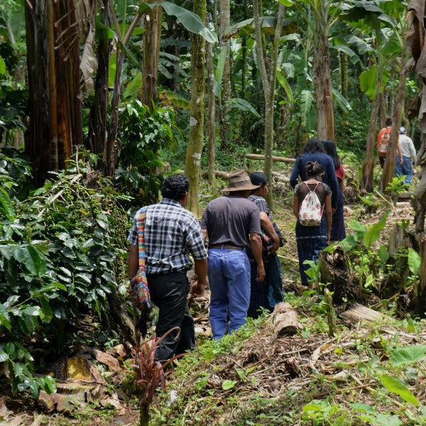 Organic Guatemala Huehuetenango Flor De Cafe