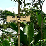 Organic Guatemala Huehuetenango Flor De Cafe