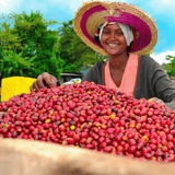 Hambela Coffee Cherries and picker.