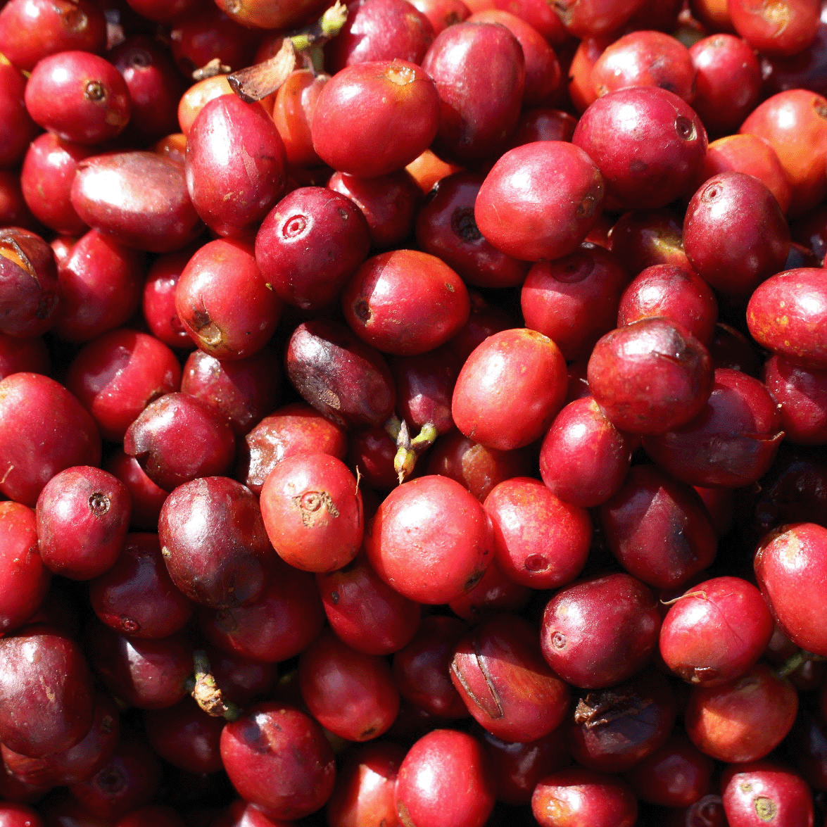 Hambela-Coffee-cherries