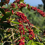 Finca Las Mercedes - coffee cherries