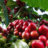 Kenya_coffee_cherries