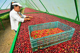 Nicaragua La Bastilla sorting coffee cherries in drying beds