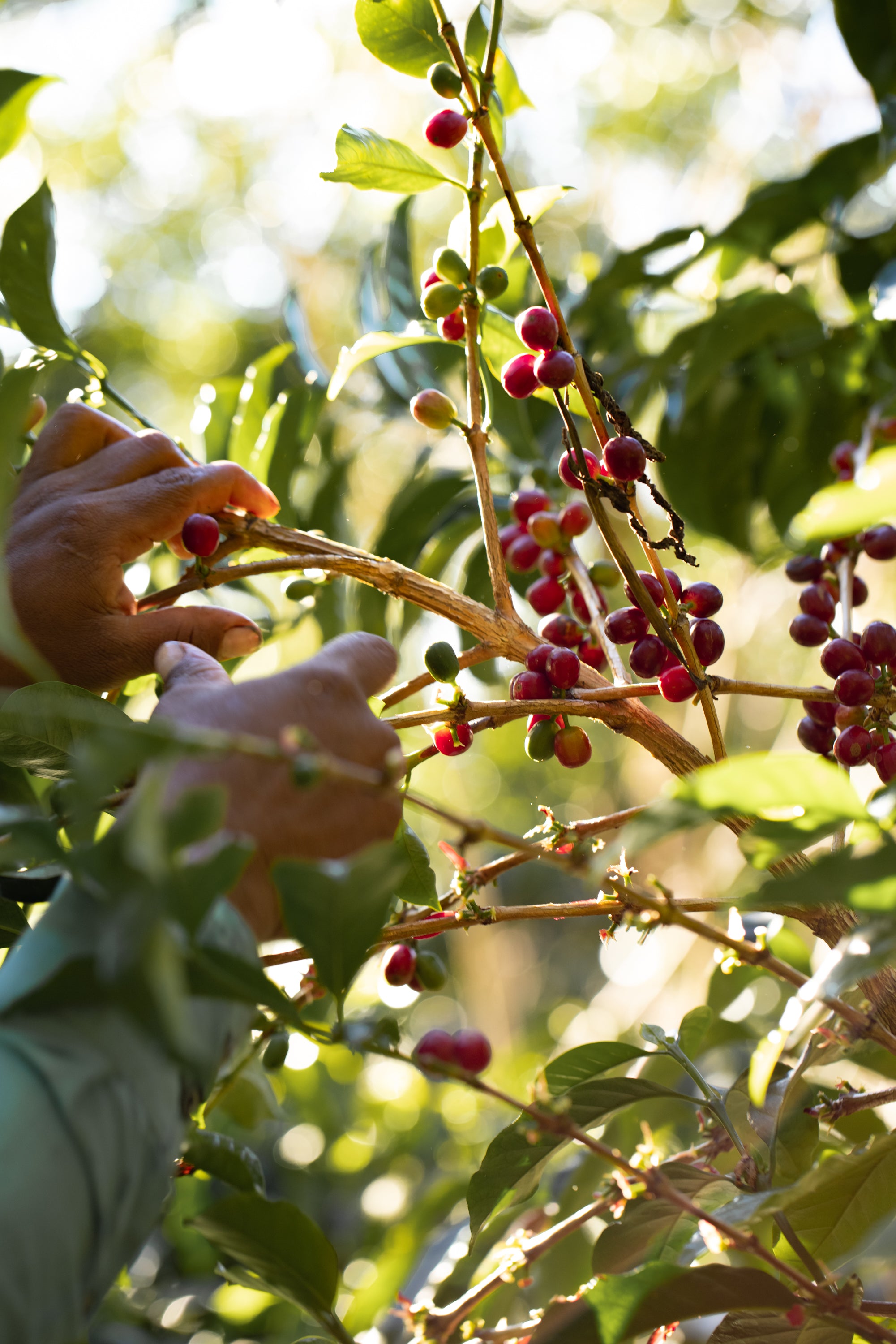 photo of a coffee plant