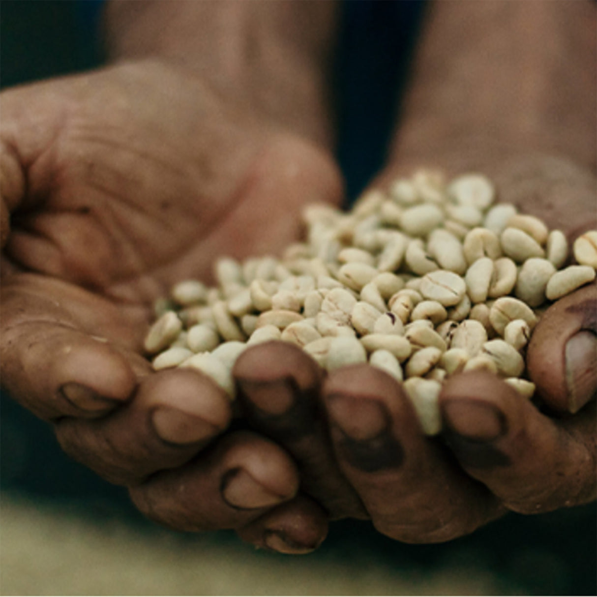 Organic Guatemala Huehuetenango Flor De Cafe