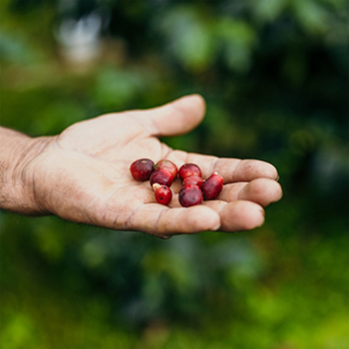 Organic Guatemala Huehuetenango Flor De Cafe