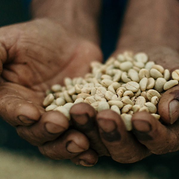 Organic ColombiaOrganic Guatemala Natural Fair Trade coffee beans