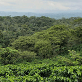 Organic_Colombia_Huila