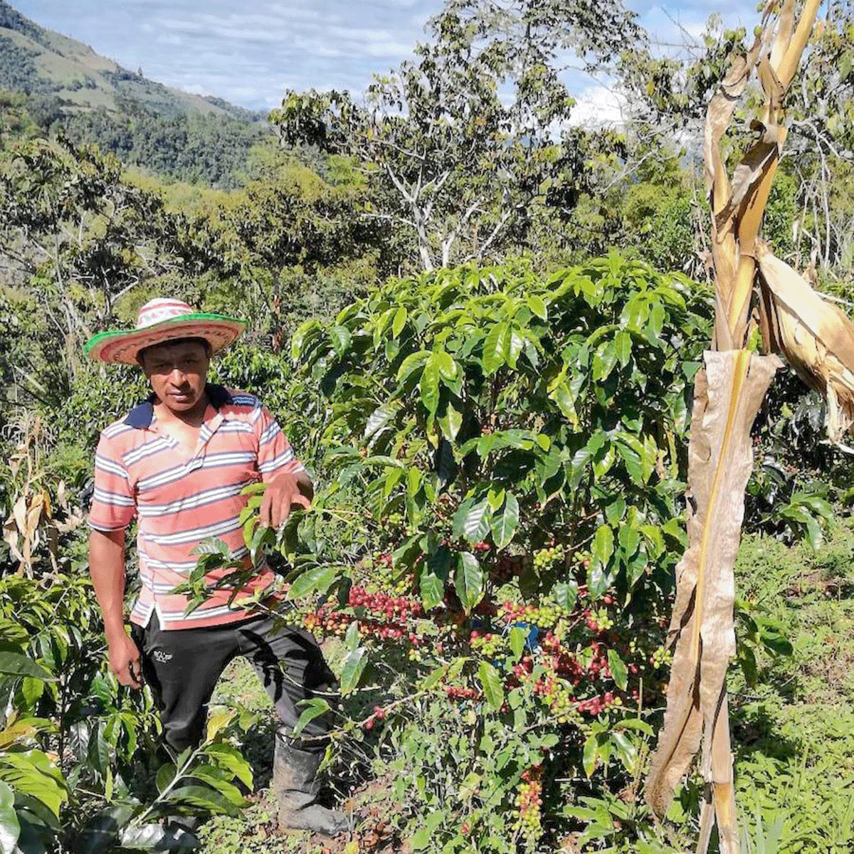 Organic_Colombia_Huila