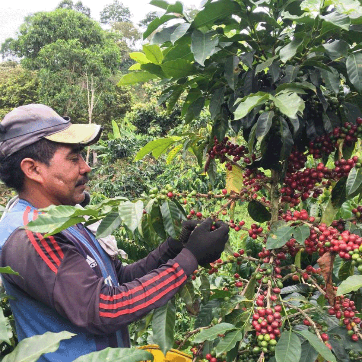 Organic_Colombia_Huila