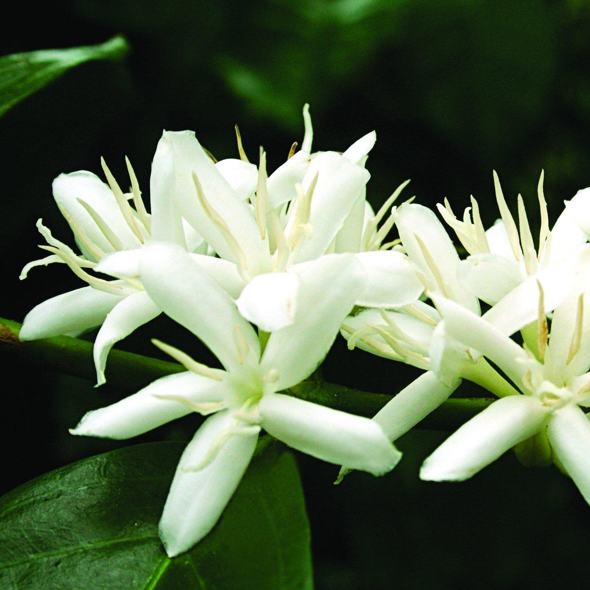 Esmerelda Coffee flowers