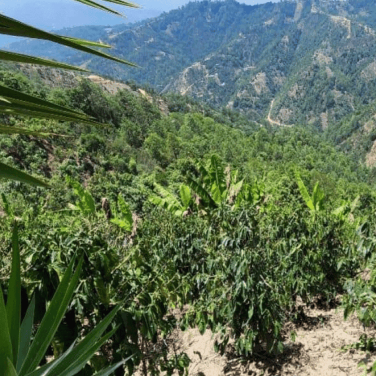 Santa Barbara Coffee Trees