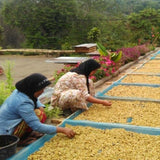 Drying bed