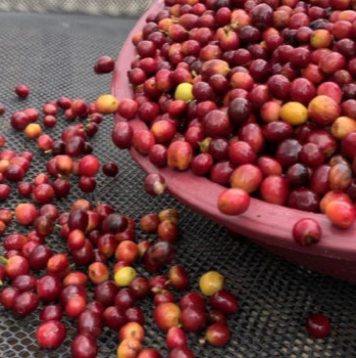 Organic Guatemala Natural Fair Trade coffee cherries