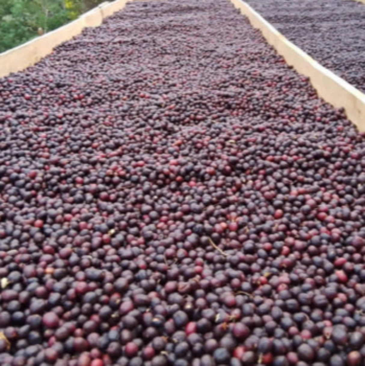 Organic Guatemala Natural Fair Trade coffee cherries african drying beds