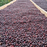 Organic Guatemala Natural Fair Trade coffee cherries african drying beds