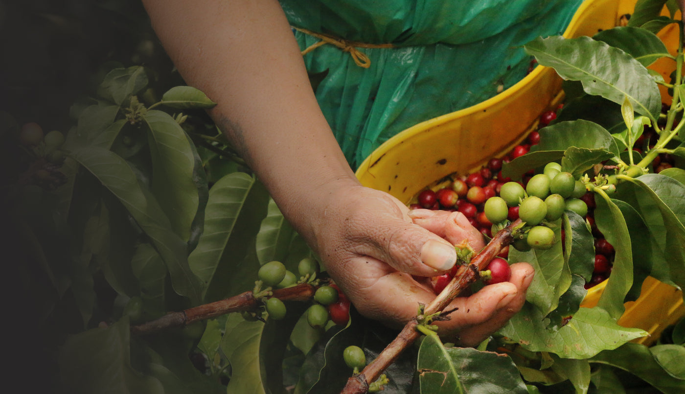 coffee farm hand picking coffee cherry