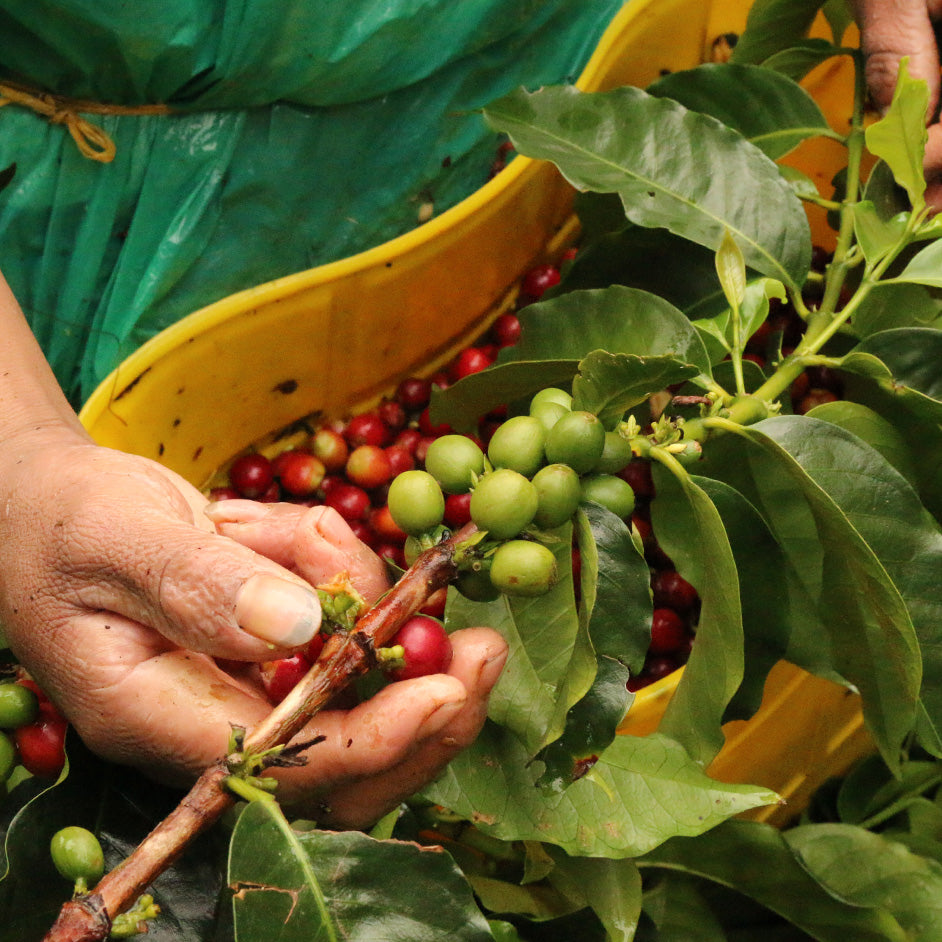 coffee farm hand picking coffee cherry