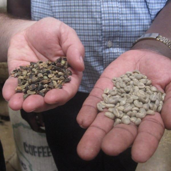 Out Of Africa - Klatch Coffee Roasting