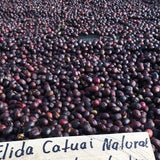 Panama Elida Natural - Klatch Coffee