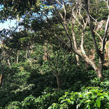 El Salvador Las Mercedes coffee trees.