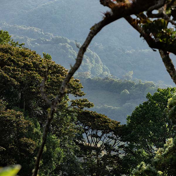 Elida Estate - Coffee trees