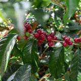 Elida Estate - Coffee Cherries