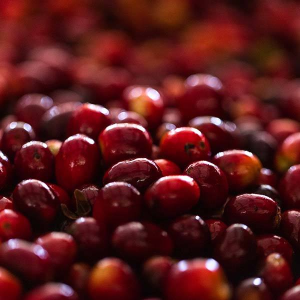 Elida Estate - Coffee Cherries