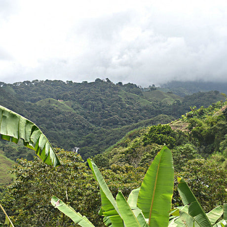 Colombia Ancuya Nariño Washed