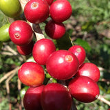 Decaf Colombia Huila coffee cherries