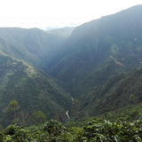 Colombia Huila coffee trees and canyon
