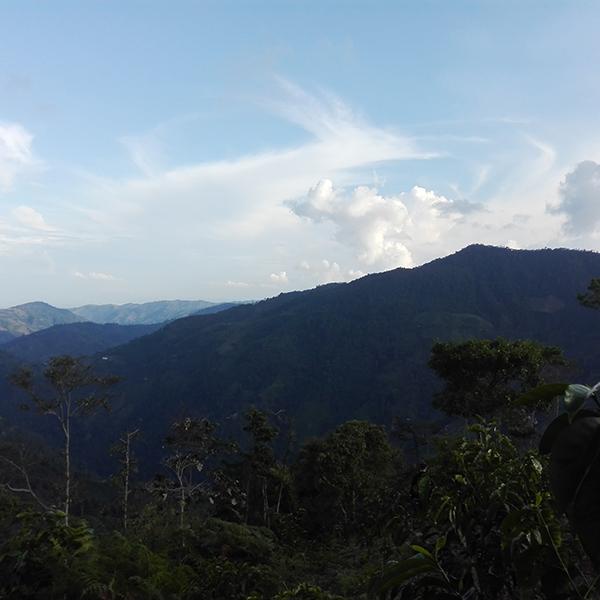 Colombia Huila coffee trees and mountain range