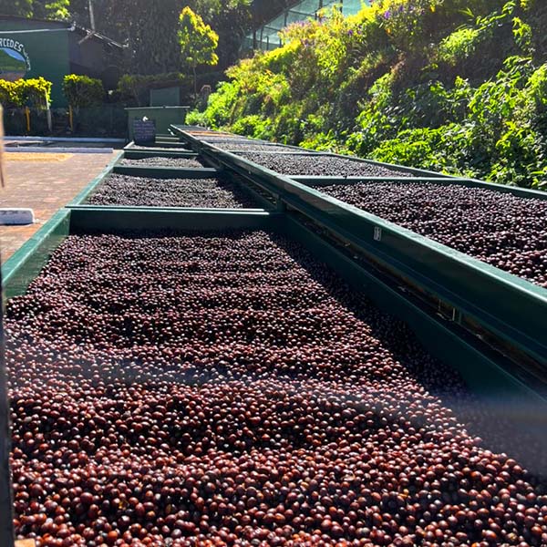 El Salvador Las Mercedes Maracaturra Anaerobic Natural - raised drying bed